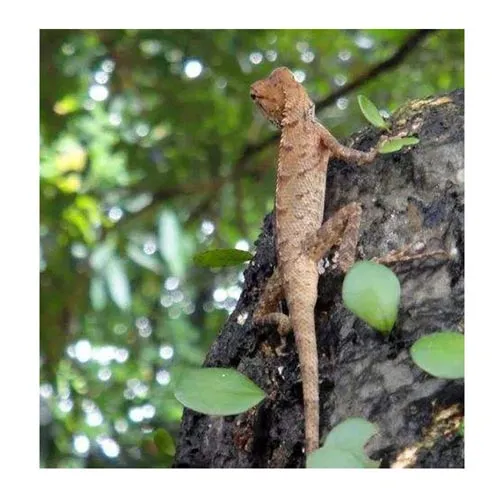 Gecko (Chong vert)