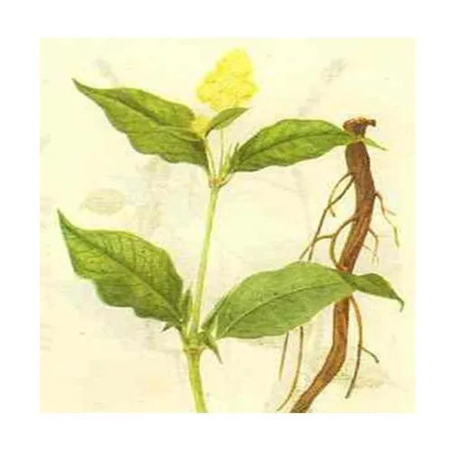 Cyathula officinalis