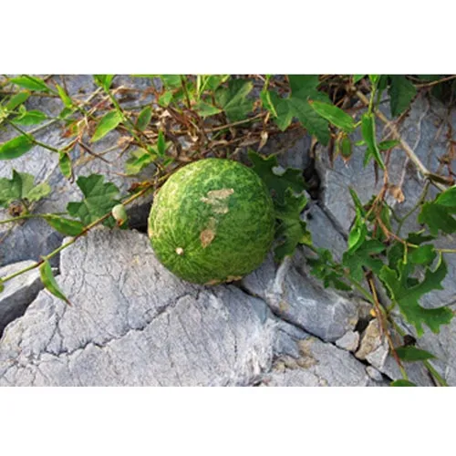Melon Trichosanthes entier
