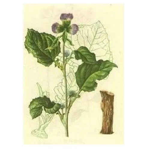 Saussurea costus