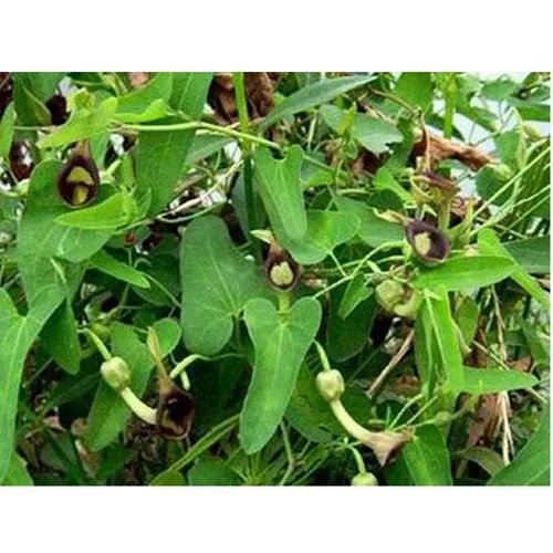 Aristolochia debilis