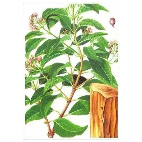 Bois de santal