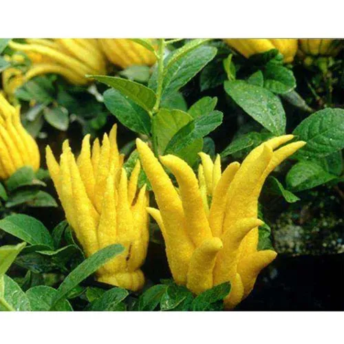 Bergamote