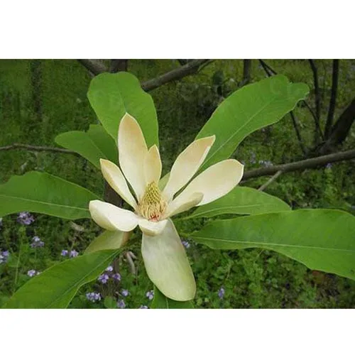 Magnolia officinal
