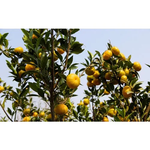 Pelure de mandarine 
