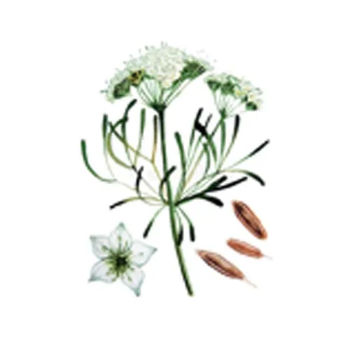 Cumin