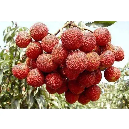 Noyau de litchi