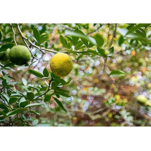 Mandarine