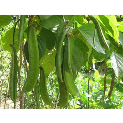 Haricots sabres