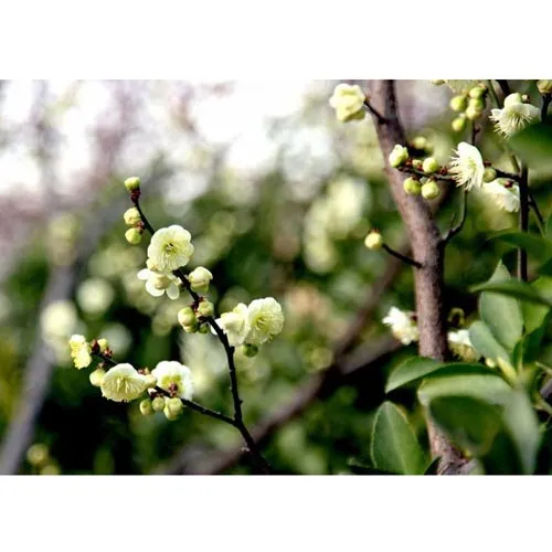 Prune verte