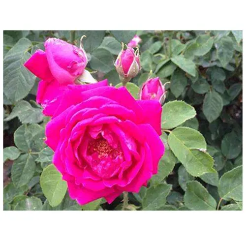 Roses
