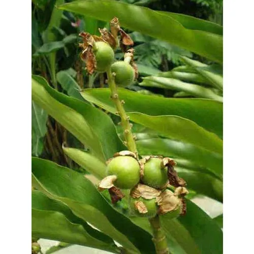 Cardamome violet