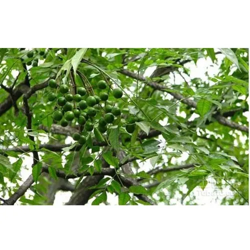 Écorce de neem
