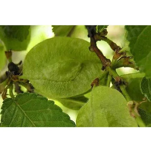 Uimus macrocarpa Hance