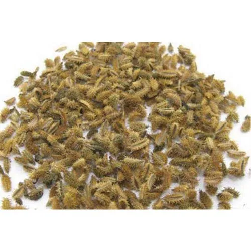 Carpesium abrotanoides