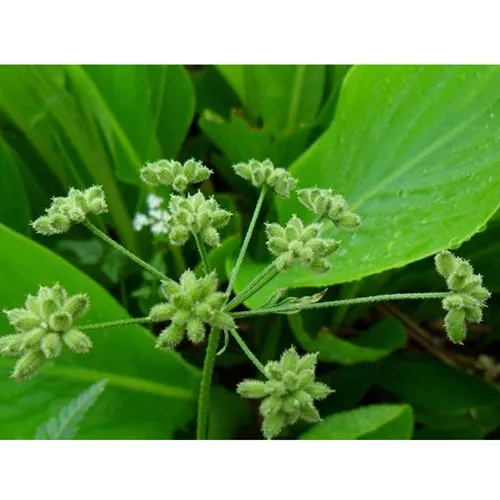 Carpesium abrotanoides