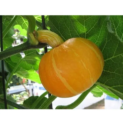 Graines de citrouille