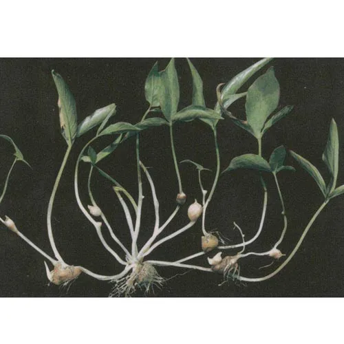 Gingembre Pinellia