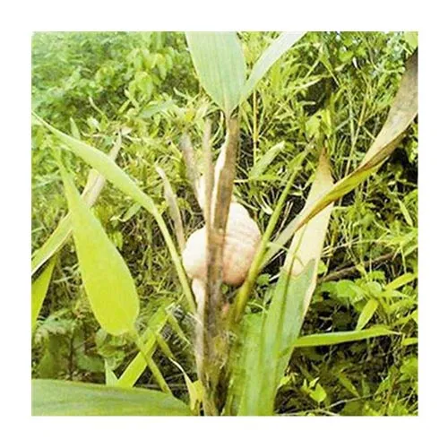 Bambou des tisserands