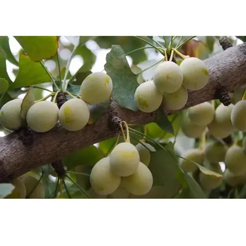 Ginkgo