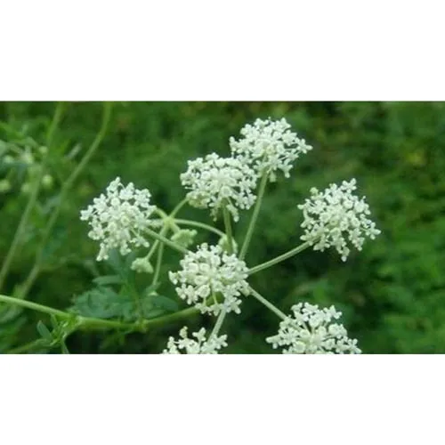 Peucedanum praeruptorum Dunn