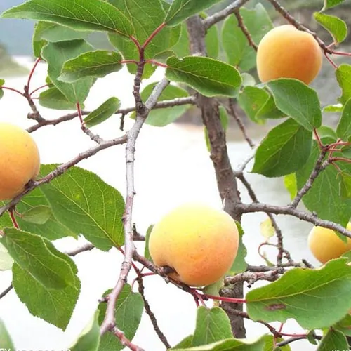 Amandes