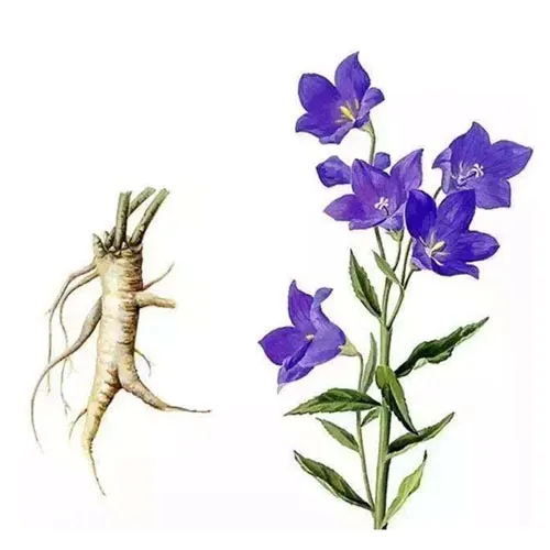 Campanule