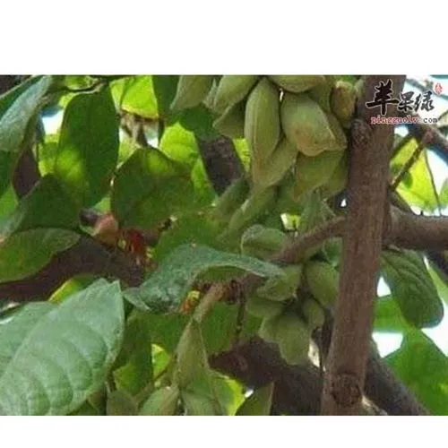 Fruit de la scaphiglotte