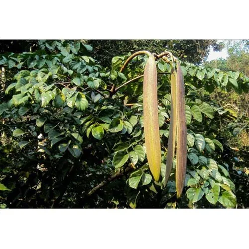 Arbre à trompette indien