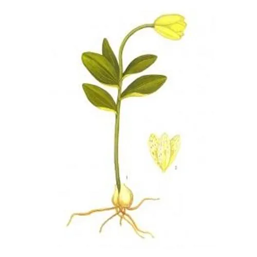 Fritillaria Cirrhosa