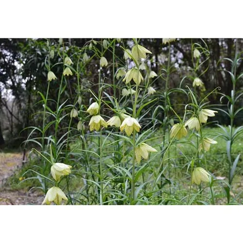 Fritillaria thunbergii