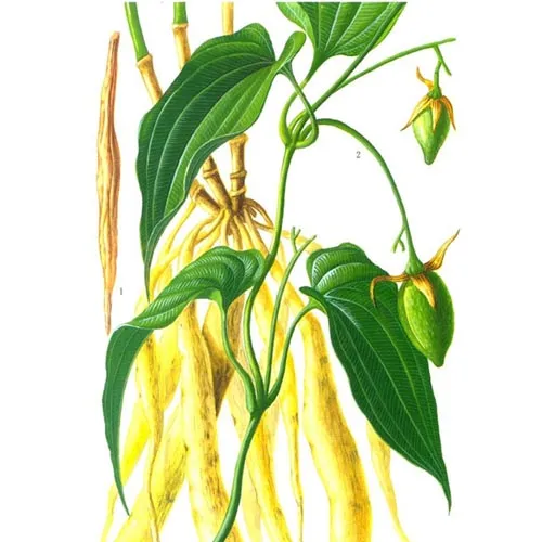 Stemona sessilifolia