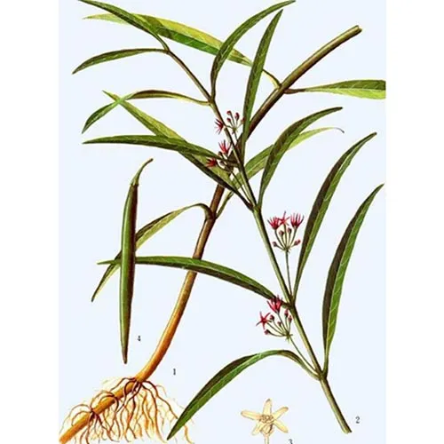 Cynanchi Stauntonii