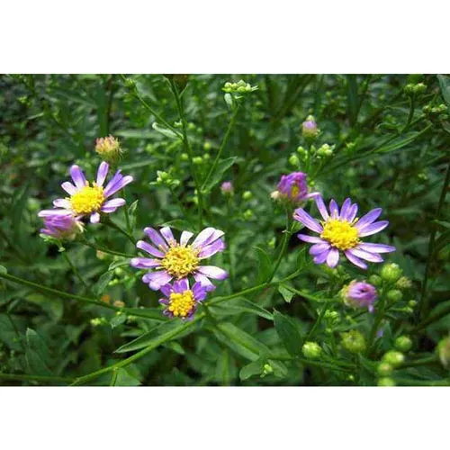 Aster de Tartarie