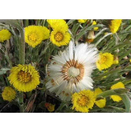 Tussilago farfara