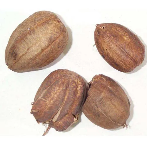 Aristoloche rustique