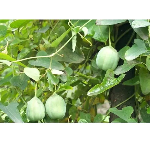 Aristoloche rustique
