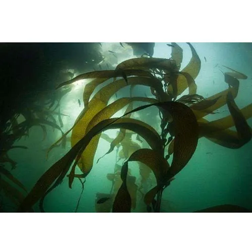 Kombu