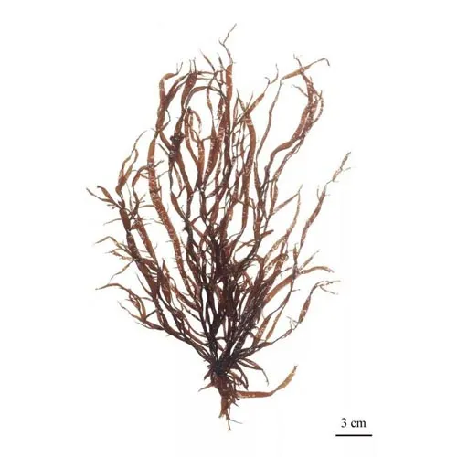 Sargassum pallidum