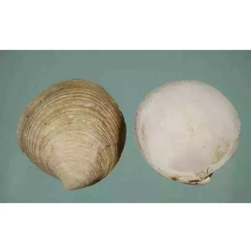 Coquille de palourde