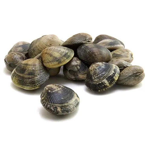 Coquille de palourde