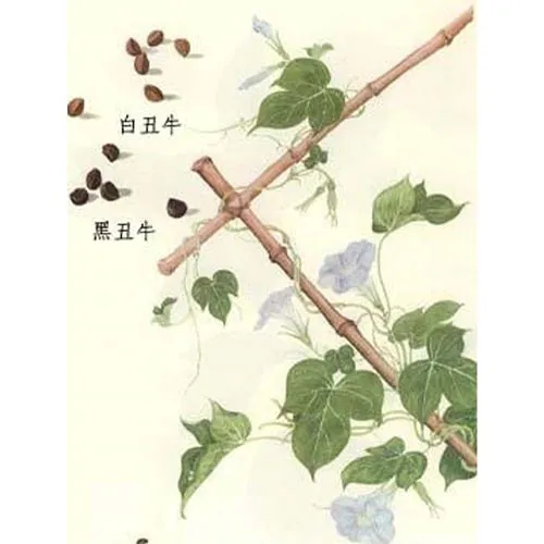 Ipomoea nil