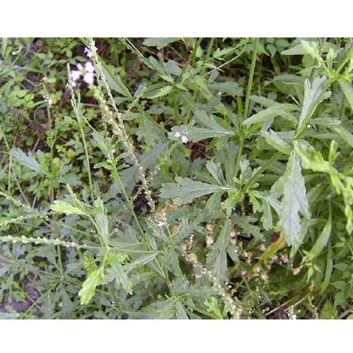Verveine