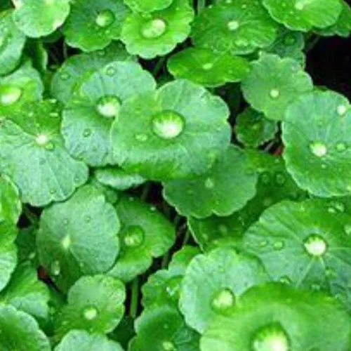 Lysimaque nummulaire