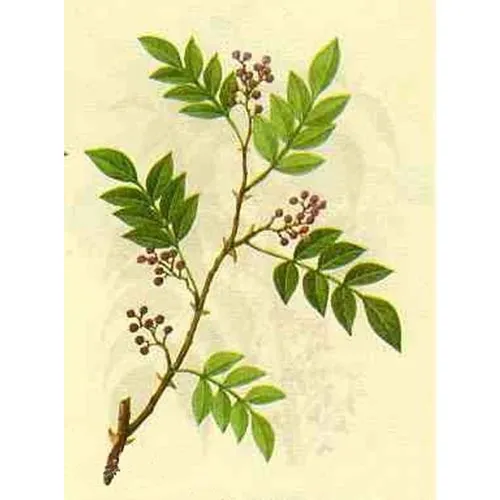 Poivre de Chine