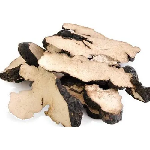 Polyporus