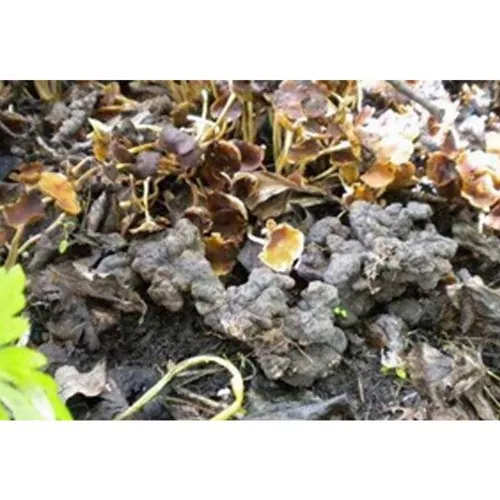 Polyporus