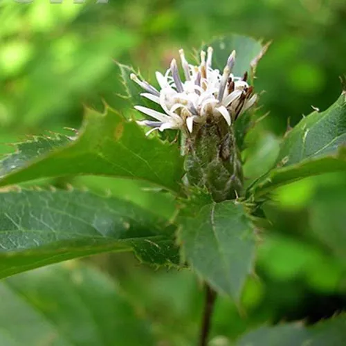 Atractylodes lancea