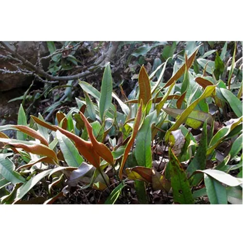 Pyrrosia lingua