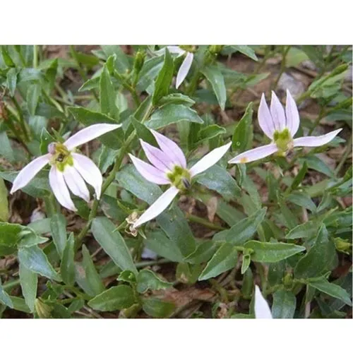 Lobelia